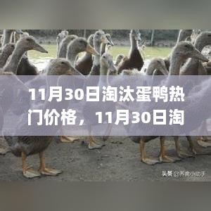 11月30日淘汰蛋鸭市场行情解析与价格动态