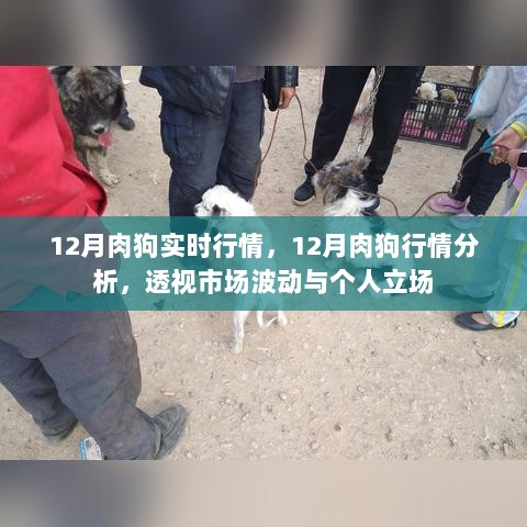 12月肉狗市场深度解析，行情透视与个人立场探讨