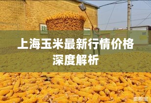 上海玉米最新行情价格深度解析