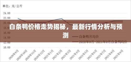 白条鸭价格走势揭秘，最新行情分析与预测