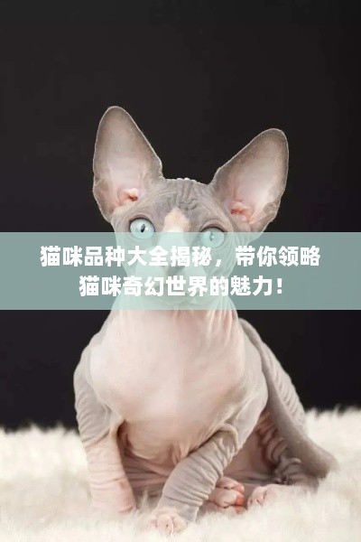 猫咪品种大全揭秘，带你领略猫咪奇幻世界的魅力！