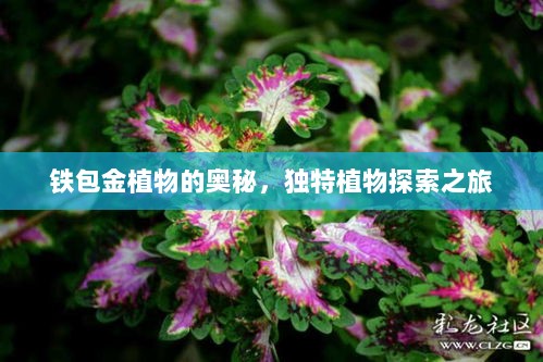 铁包金植物的奥秘，独特植物探索之旅