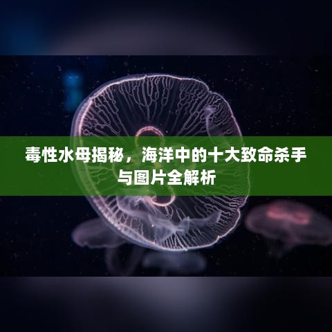 毒性水母揭秘，海洋中的十大致命杀手与图片全解析