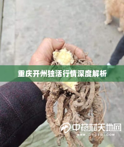 重庆开州独活行情深度解析