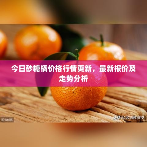 今日砂糖橘价格行情更新，最新报价及走势分析