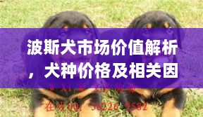 波斯犬市场价值解析，犬种价格及相关因素探讨