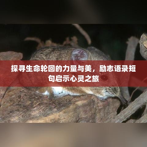 探寻生命轮回的力量与美，励志语录短句启示心灵之旅