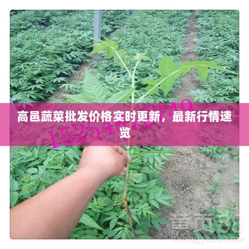 高邑蔬菜批发价格实时更新，最新行情速览