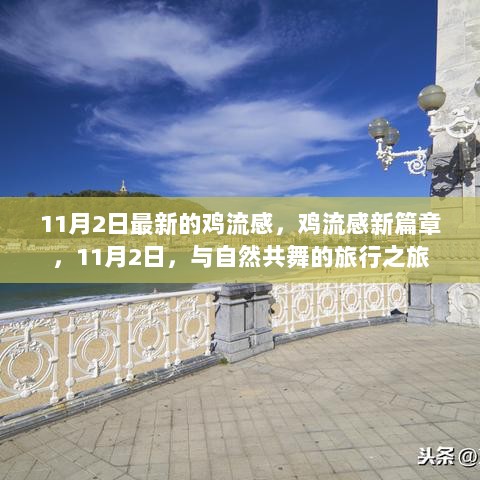 11月2日鸡流感新篇章，与自然共舞的挑战之旅