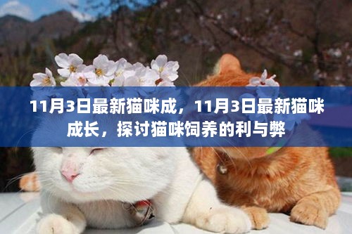 11月3日最新猫咪成长，探讨饲养的利与弊