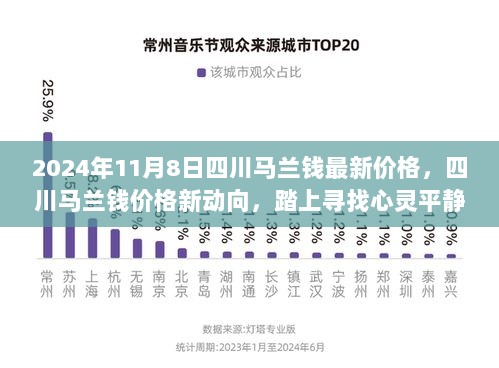 2024年11月8日四川马兰钱价格新动向，踏上心灵平静的旅程之旅