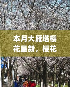 本月大雁塔樱花盛开，自信与成长的启示