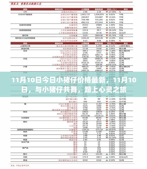 11月10日小猪仔价格动态与心灵之旅的启程