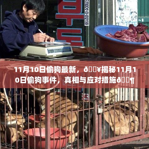 11月10日偷狗事件揭秘，真相与应对措施的探索