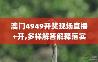 澳门4949开奖现场直播+开,多样解答解释落实_GIF9.38.22高配版