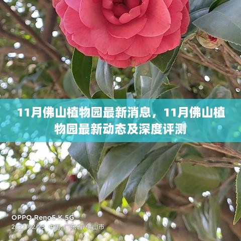 11月佛山植物园最新动态与深度评测