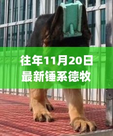 11月20日锤系德牧幼犬价格解析，科技新宠与智能生活体验的完美结合