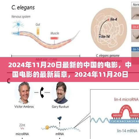 2024年11月20日中国电影市场的新篇章，最新电影与市场分析