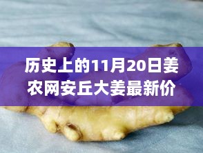 历史上的11月20日，姜农网安丘大姜最新价格解析与采购指南