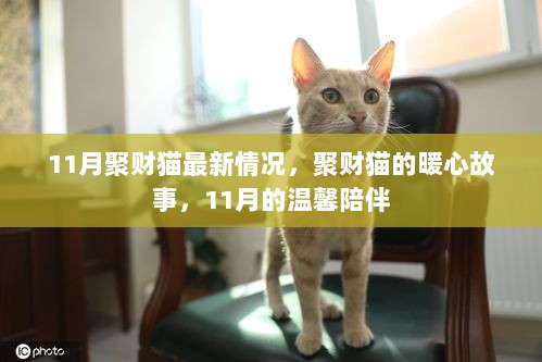 11月聚财猫的暖心故事与温馨陪伴