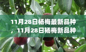 11月28日杨梅新品种全方位解析，从种植到品尝的旅程