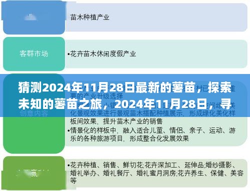 2024年11月28日，探索未知的薯苗之旅，追寻内心的平静与自然之美