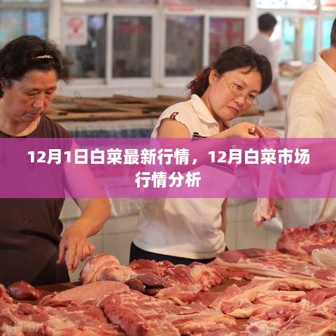 12月1日白菜市场行情分析