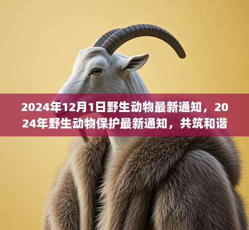 2024年野生动物保护最新通知，共筑和谐生态家园的行动指南