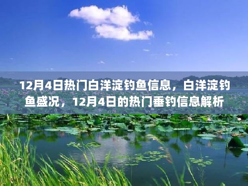 12月4日白洋淀钓鱼盛况与热门垂钓信息解析