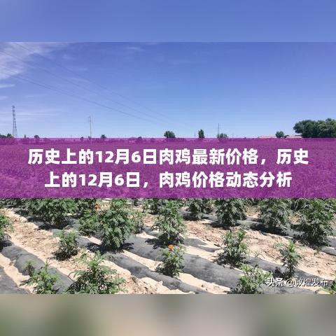 历史上的12月6日，肉鸡价格动态分析及其影响因素回顾