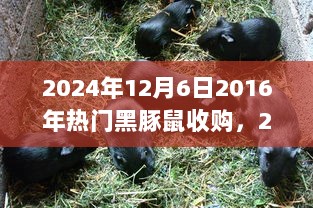 2024年回顾，2016年热门黑豚鼠收购事件重温