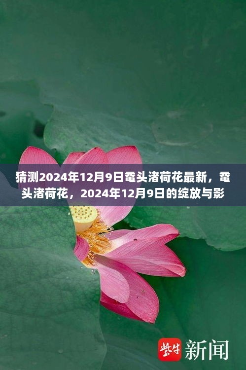 鼋头渚荷花绽放预测，揭秘2024年12月9日荷花盛开及其影响