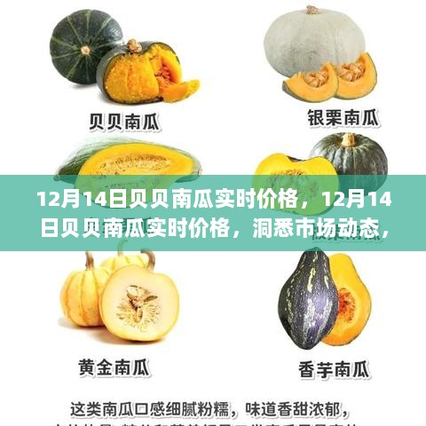 贝贝南瓜实时价格动态，洞悉市场走势，一览南瓜价格风采（12月14日）