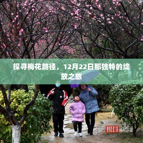 探寻梅花绽放之旅，12月22日的独特绽放路径