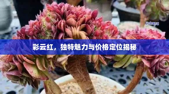 彩云红，独特魅力与价格定位揭秘