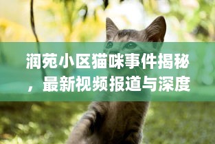 润苑小区猫咪事件揭秘，最新视频报道与深度分析