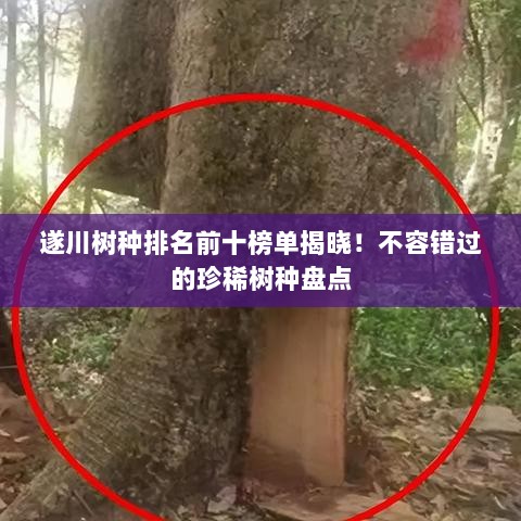 遂川树种排名前十榜单揭晓！不容错过的珍稀树种盘点