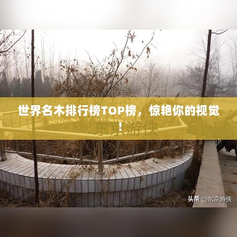 世界名木排行榜TOP榜，惊艳你的视觉！