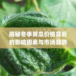 揭秘冬季黄瓜价格背后的影响因素与市场趋势展望