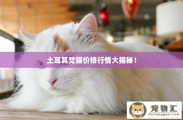 土耳其梵猫价格行情大揭秘！