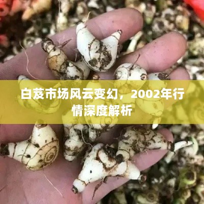 白芨市场风云变幻，2002年行情深度解析