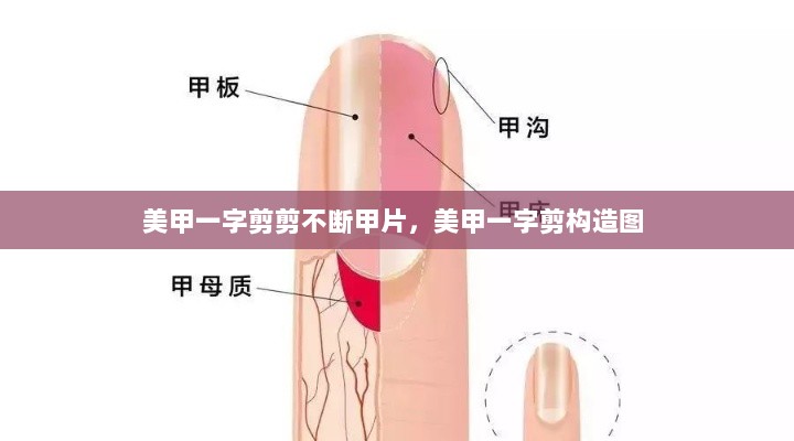 美甲一字剪剪不断甲片，美甲一字剪构造图 